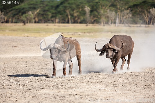 Image of Wild African Buffalo.Kenya, Africa