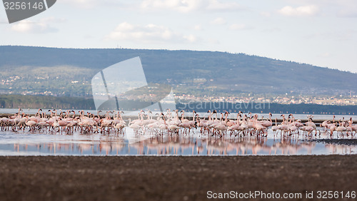 Image of Flock of greater flamingos 