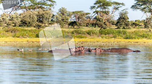 Image of Group of hippopotamus in water