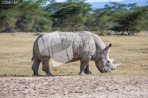 Image of Safari - rhino