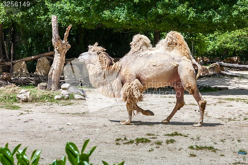 Image of Bactrian camel 