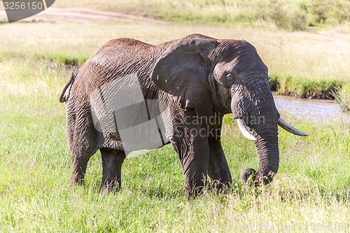 Image of elephant walking in the savanna