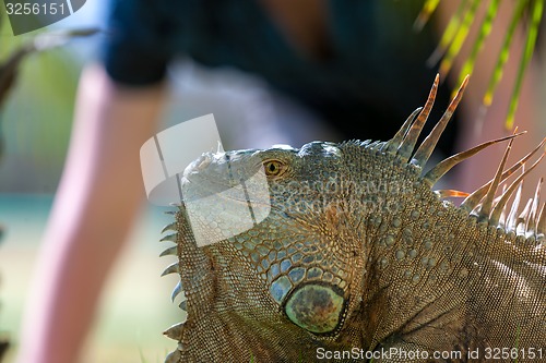 Image of portrait of tropical iguana