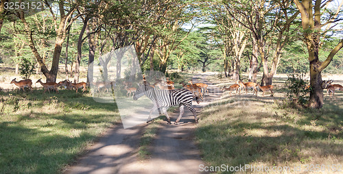 Image of antelopes and zebras on a background of road 