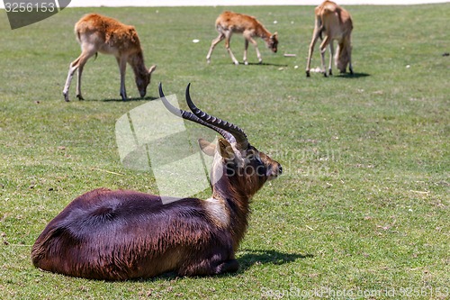 Image of antelope on a background of green grass