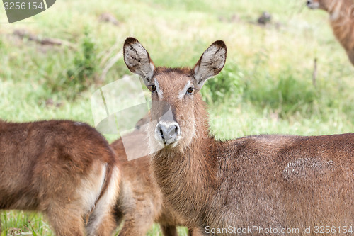 Image of antelope on a background of grass