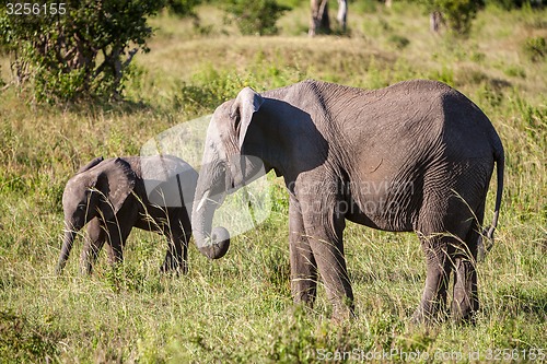 Image of elephant family walking in the savanna