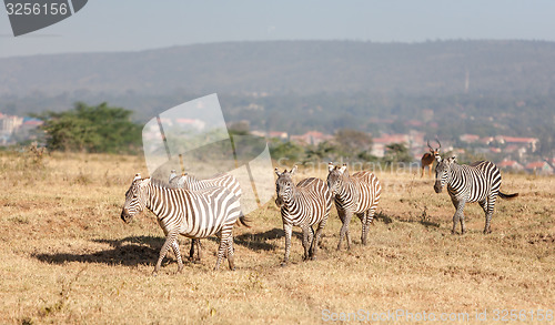 Image of Zebras in the grasslands 