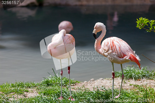 Image of Two pink flamingo 