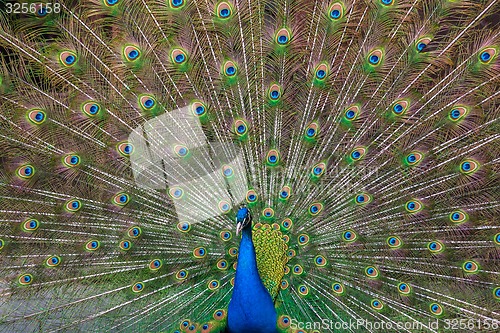 Image of Peacock with multicolored feathers