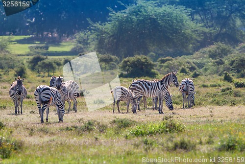 Image of Herd of wild zebras 