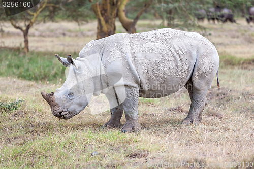 Image of Safari - rhino