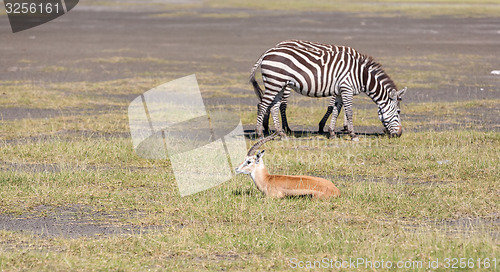 Image of antelope and zebra on a background of grass