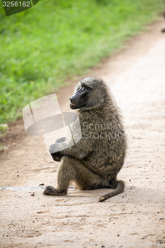 Image of Baboon