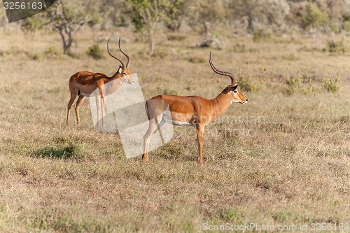 Image of Two antelopes on a background of grass