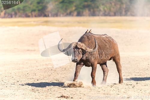 Image of Wild African Buffalo. Kenya, Africa