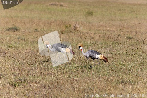 Image of Crowned Crane 