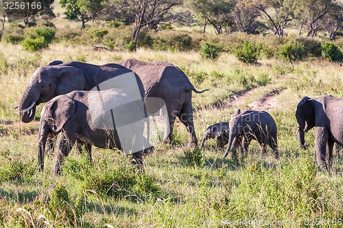 Image of elephant family walking in the savanna