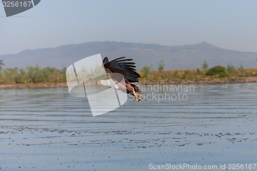 Image of hawk flying over the water 