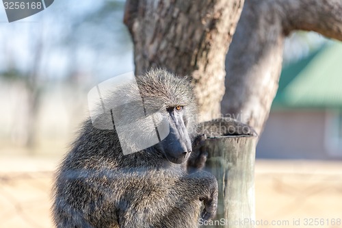 Image of Baboon