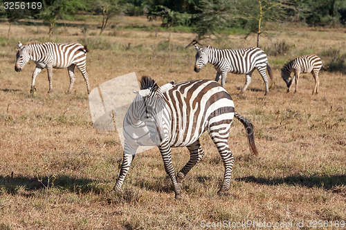 Image of Zebras in the grasslands 