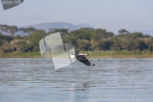 Image of hawk flying over the water 