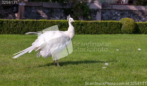 Image of Beautiful and unusual white peacock 