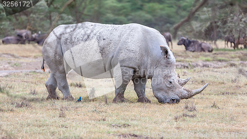 Image of Safari - rhino