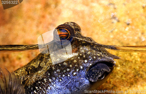 Image of Mudskipper, with eyes above the surface, close up. Periopthalmus.