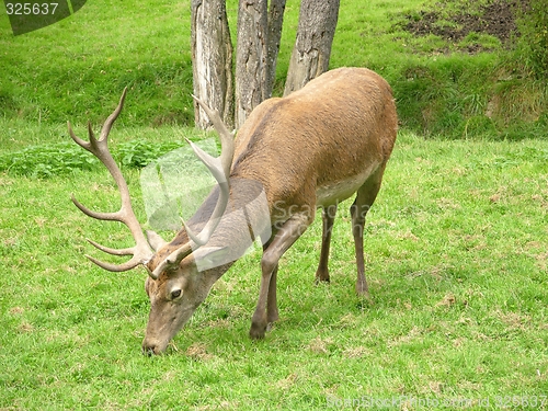 Image of Red deer