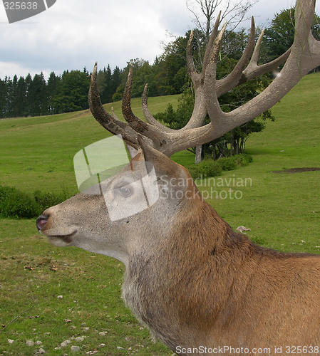 Image of Red deer