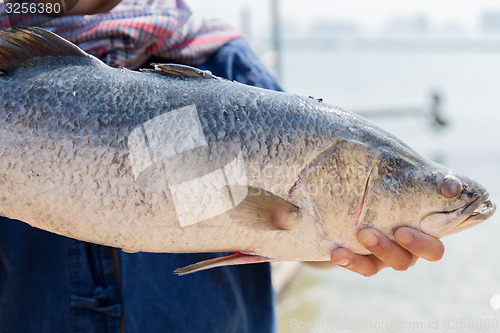 Image of asian fisherman holding raw fish on berth