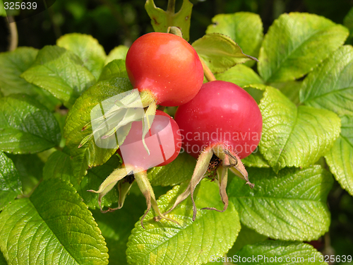 Image of Rose hips