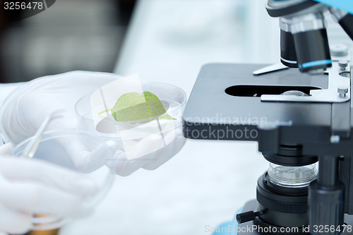 Image of close up of hand with microscope and green leaf