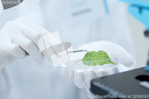 Image of close up of hand with microscope and green leaf