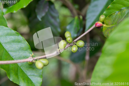 Image of close up of green unripe coffee fruits on branch