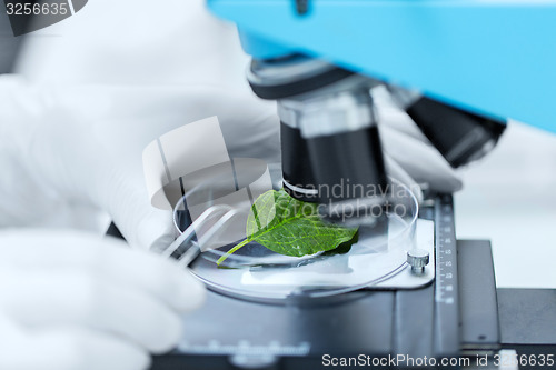 Image of close up of hand with microscope and green leaf