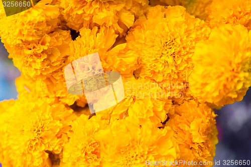 Image of beautiful chrysanthemums flowers