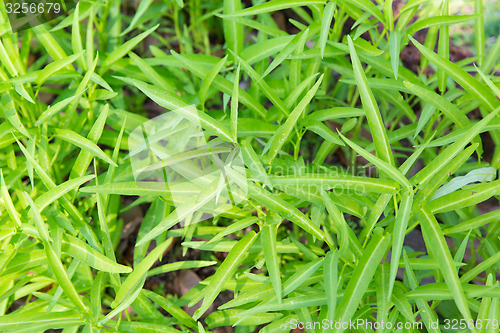 Image of close up of green grass or herb outdoors