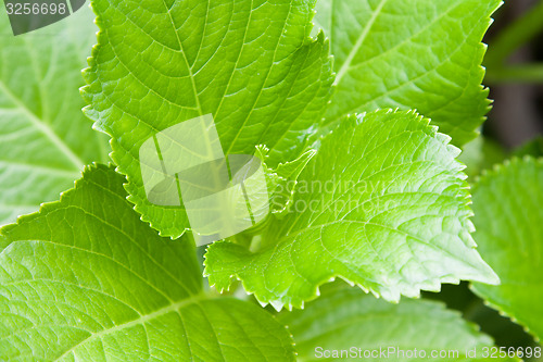 Image of green leafs