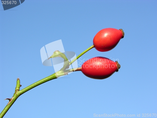 Image of Rose hip