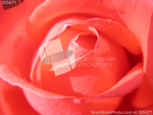 Image of Inner view of a rose