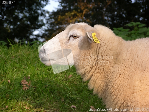 Image of Sheep