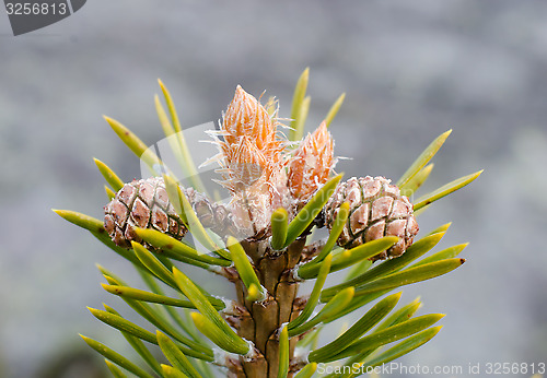 Image of Fresh shoots of pine with two cones