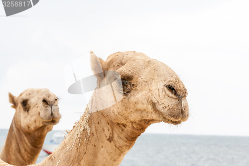 Image of Two heads of camels on a ocean 