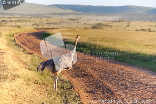 Image of Ostrich  walking on savanna in Africa. Safari. Kenya