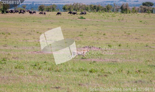 Image of cheetah