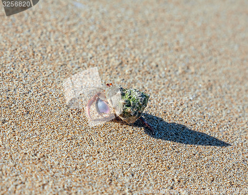 Image of hermit crab on the beach 