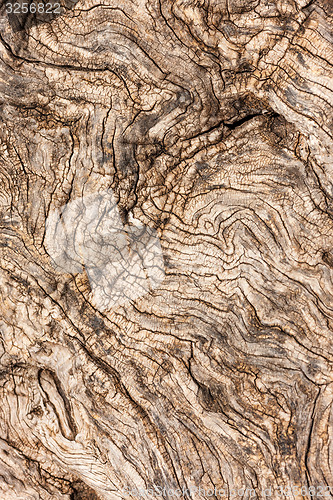 Image of natural tree bark