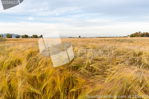 Image of Young wheat growing in green farm field